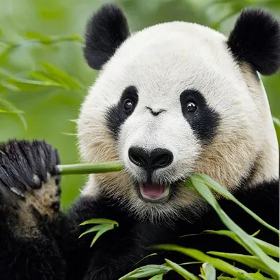 В Московском зоопарке малышка большой панды делает первые шаги и