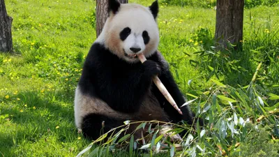 В Южной Корее впервые родились близнецы большой панды | Большая Азия