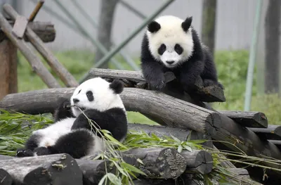 Больших панд спасли от вымирания: Звери: Из жизни: Lenta.ru