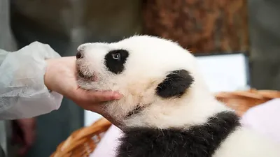 Панды: Большие и маленькие, но оба вымирающие» — создано в Шедевруме