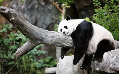 Окаменелости большой панды возрастом 100 000 лет найдены в Китае | ИА  Красная Весна
