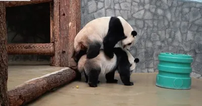 Портрет Гигантской Панды Большой Жир Ленивый Гигантская Панда Ест Бамбук В  Лесу Дикая Природа Находящиеся Под Угрозой Исчезновения — стоковые  фотографии и другие картинки Chengdu Panda Base of Giant Panda Breeding -  iStock