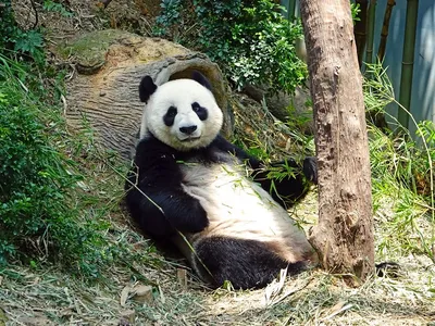 Детёныши-близнецы большой панды | Пикабу