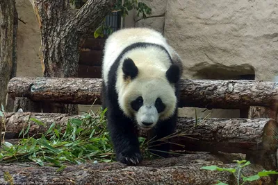 В Московском зоопарке родился первый в России детеныш большой панды | Фото  | Общество | Аргументы и Факты