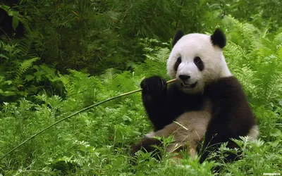 Дом большой панды» приглашает всех в гости! — Национальный туристический  офис Китая в г. Москве