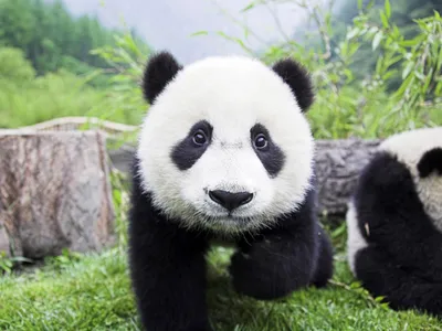 Большие панды – теперь не «исчезающий вид» | The-steppe.com
