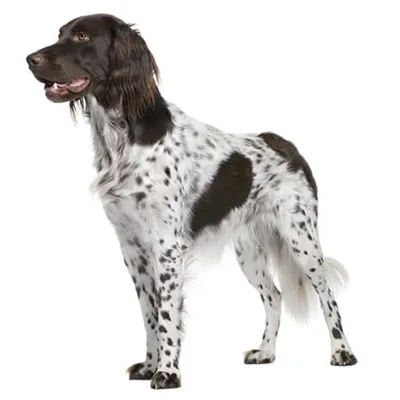 Пиренейская горная собака, или большой пиреней — фигурка игрушка собаки  Papo 54044 — купить в интернет-магазине Новая Фантазия