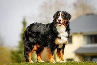Собака с большой мордой - 69 фото