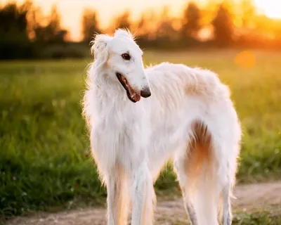 Русская псовая борзая (Borzoi) - это преданная и величественная порода собак.  Описание, фото и отзывы.