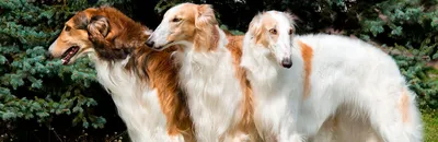 Борзые собаки 🐕 — описание 8 пород борзых, фото и особенности ухода