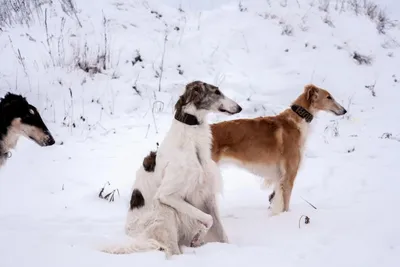 Порода венгерская борзая - Породы собак обзор на Gomeovet