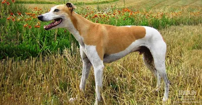 Шотландская борзая (Scottish Deerhound) - это умная, смелая и ласковая порода  собак. Описание, фото и отзывы.