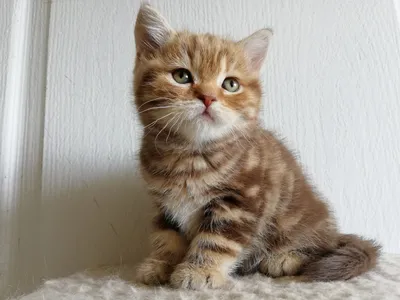 Корм для котят, Royal Canin British Shorthair Kitten, для породы британская  короткошерстная в возрасте от 4 до 12 месяцев купить с доставкой в  интернет-магазине зоогастроном.ру