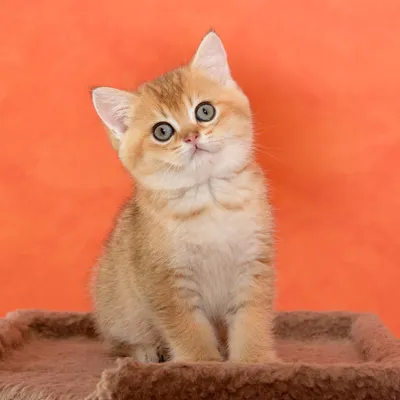 Британские короткошерстные кошки: красивые фотографии в любом формате |  Британская короткошёрстная кошка Фото №21720 скачать