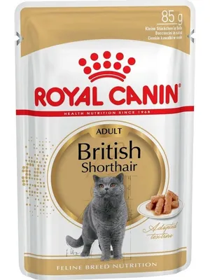 Помет P. Британские котята шоколадных, голубых, черных серебристых  пятнистых и дымчатых окрасов от пары британских короткошерстных кошек Gera  MK of MeowClub *BY, BRI ns + Alex, BRI as 22