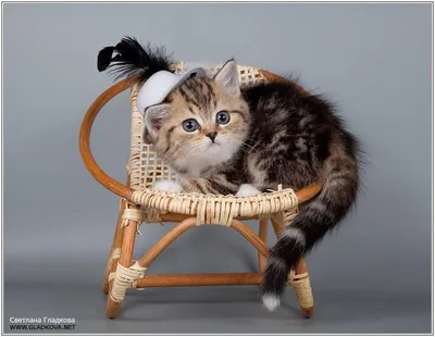 Дуэт Британских Короткошерстных Котят На Черном — стоковые фотографии и  другие картинки Американская короткошёрстная кошка - Американская  короткошёрстная кошка, Без людей, Британская короткошёрстная кошка - iStock