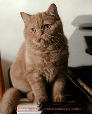 Британская короткошерстная кошка: описание, характер, фото, цена