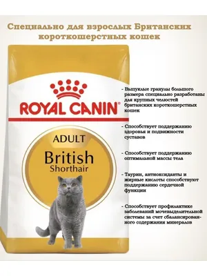 Характер британских кошек, питомник британских золотых шиншилл в Греци.  Питомник британских кошек драгоценных окрасов в Греции