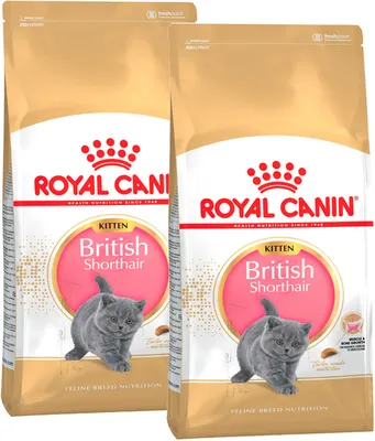 Royal Canin British Shorthair Kitten | Сухой корм для британских  короткошерстных котят