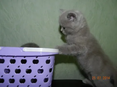 Чем кормить британского котенка в домашних условиях: как кормить британца