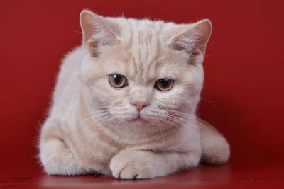 Британские котята Вы решили купить британского котенка Британская в  Усть-Каменогорске - Кошки на Salexy.kz 17.01.2023