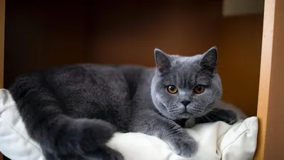 Купить британскую голубую короткошерстную кошку, родилась 06.03.2022 г.