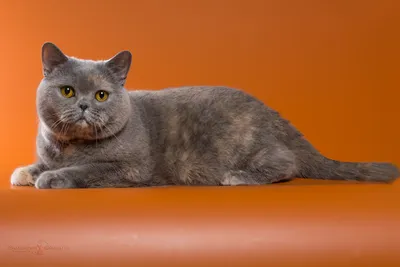 Купить британского длинношерстного котика кремового окраса, родился в мае  2022 г.