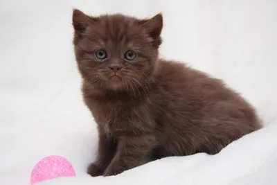 Британская короткошёрстная кошка - [Какого бывают цвета, Фото, Уход]