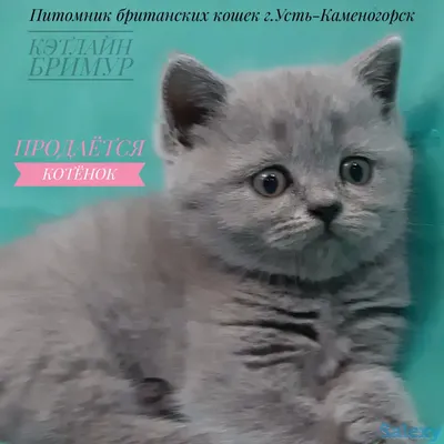 Фото британского котенка Malibu Mysterious из Московского питомника  ТАИНСТВЕННОЕ
