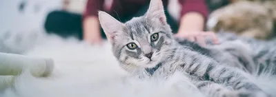 Британские котята в возрасте 1 месяц (Litter-J2) - YouTube