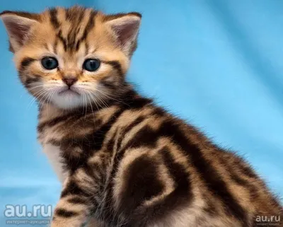 Британские котята мраморного окраса - картинки и фото koshka.top