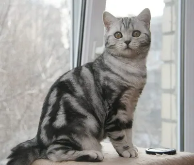 Мраморная британская кошка - kotello.ru