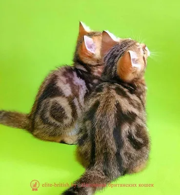 Фотосессия шоколадных мраморных и шоколадных котят британцев