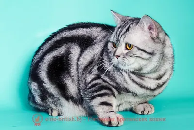 Британские котята - о табби окрасах | Британские котята GALA-CAT | Дзен