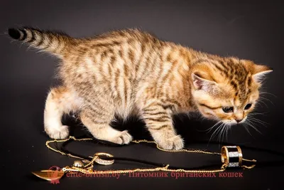 Конец-вверх цвета милого маленького великобританского котенка золотой  мраморный Стоковое Фото - изображение насчитывающей бобра,  великобританское: 144395166