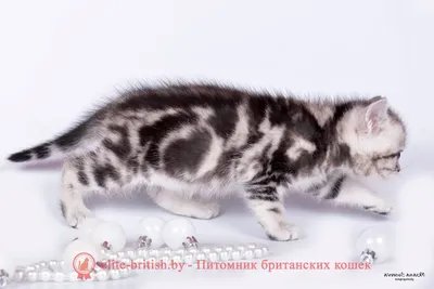 Фотосессия котят британцев пойнт окраса в Минске от котофотографа