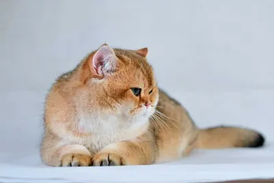 Британская короткошёрстная кошка — Википедия