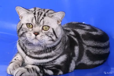 Окрас британской кошки Whiskas: особенности цвета и тонкости ухода