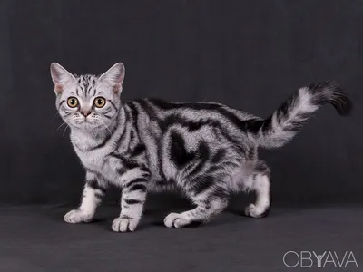 Красивый британский кот окраса …» — создано в Шедевруме
