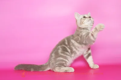 Британские котята мраморного окраса. - объявления Мурлыка