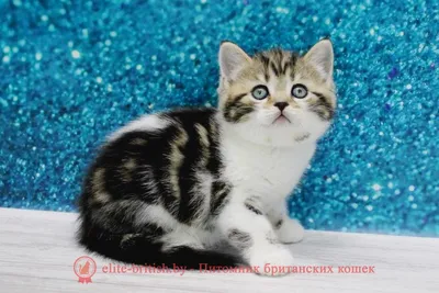 Британский мраморный кот, кошка, котята. Фото и описание окраса