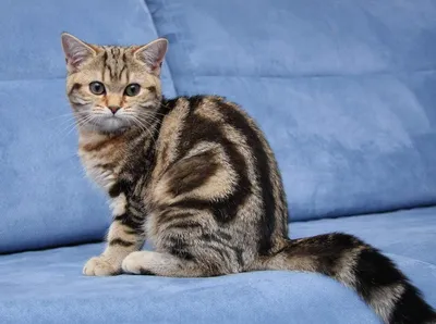 Британские котята мраморного окраса - картинки и фото koshka.top