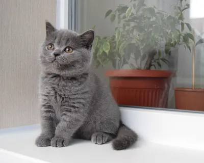 Британских котят прямоухих - картинки и фото koshka.top