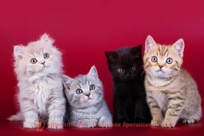 Окрасы британских кошек: фото, стандарты. Виды окрасов британцев. Группы  окрасов британской породы кошек. Окрасы британских котят с фото. Категории  окрасов британских котов.