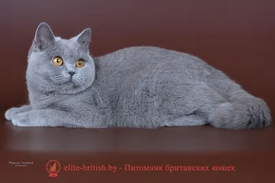 Британский дымчатый кот - 70 фото