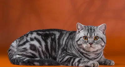 Британские котята прямоухие полосатые - картинки и фото koshka.top
