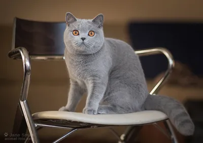 Как назвать британскую кошку и кота: много красивых кличек для питомцев -  Mimer.ru