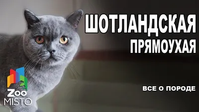 https://lalafo.kg/bishkek/ads/cerno-belyj-kotenoksmesannyj-id-73093962