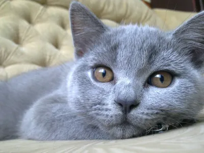 Скоттиш-Фолд, Скоттиш-Страйт и Британская короткошерстная кошка. Зоотовары.  Сувениры, подарки ручной работы.