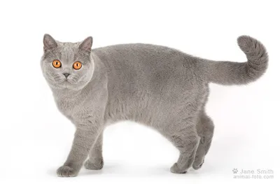 Британского кота серого прямоухого - картинки и фото koshka.top